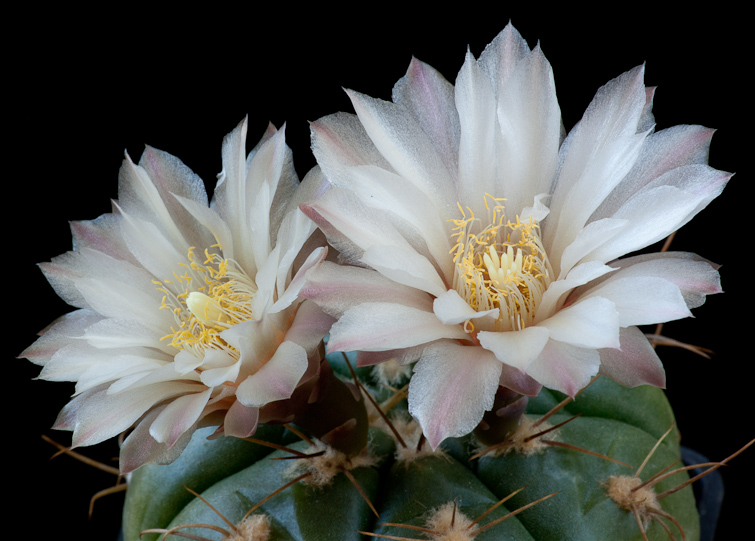 Gymnocalycium oehmeanum